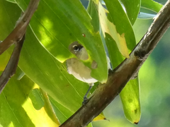 Gerygone magnirostris