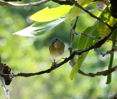 Gerygone magnirostris