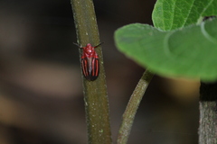 Huaina inca