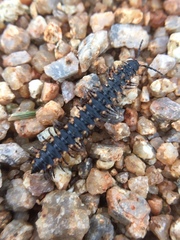 Streptogonopus phipsoni