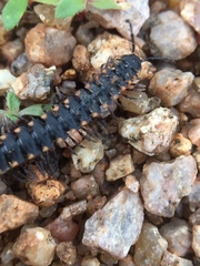 Streptogonopus phipsoni