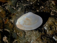 Mactrotoma antecedens