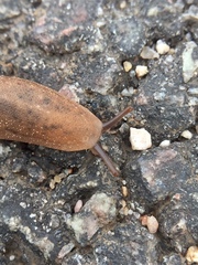 Gastropoda