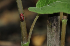 Huaina inca