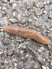 Gastropoda