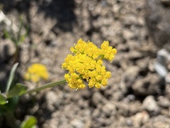 Tauschia stricklandii
