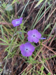 Phlox floridana