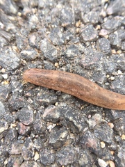 Gastropoda