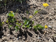 Tauschia stricklandii