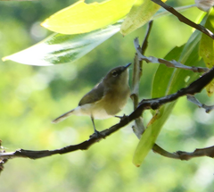 Gerygone magnirostris