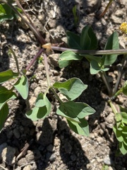 Tauschia stricklandii