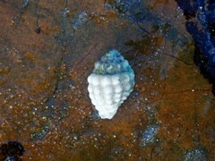 Vexillum cancellarioides