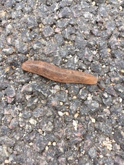 Gastropoda