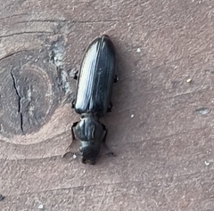 Lecontia discicollis