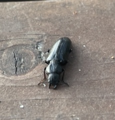 Lecontia discicollis