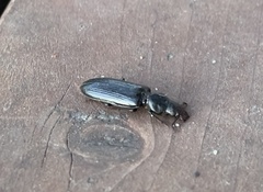 Lecontia discicollis