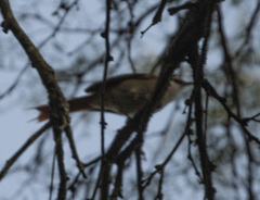 Cranioleuca pyrrhophia