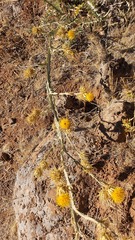 Exoneuridia libanensis