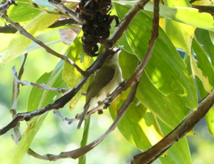 Gerygone magnirostris
