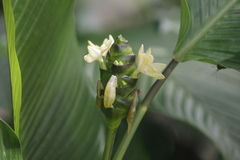 Goeppertia latifolia