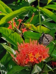 Papilio clytia clytia
