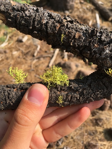 iNaturalist observation photo of Wolf Lichens