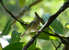 Gerygone magnirostris