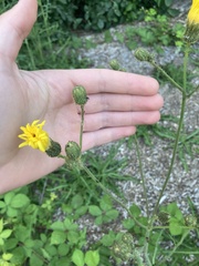 Sonchus arvensis