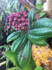 Miconia purpurea