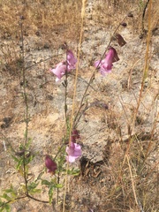 Ceratotheca