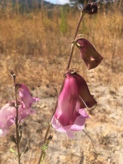Ceratotheca