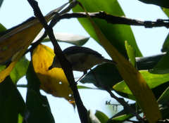 Gerygone magnirostris