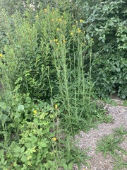 Sonchus arvensis
