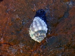 Vexillum cancellarioides