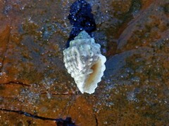 Vexillum cancellarioides