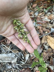 Epipactis helleborine