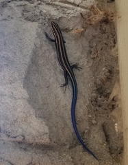 Plestiodon