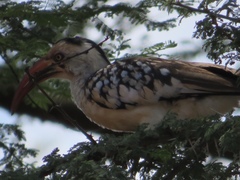 Tockus erythrorhynchus