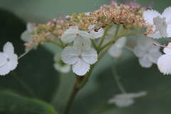 Hydrangea aspera
