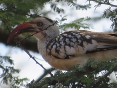 Tockus erythrorhynchus