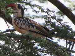 Tockus erythrorhynchus