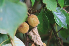 Actinidia setosa