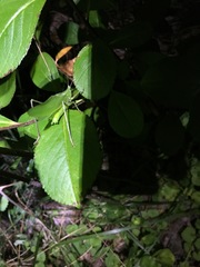 Neoconocephalus nebrascensis