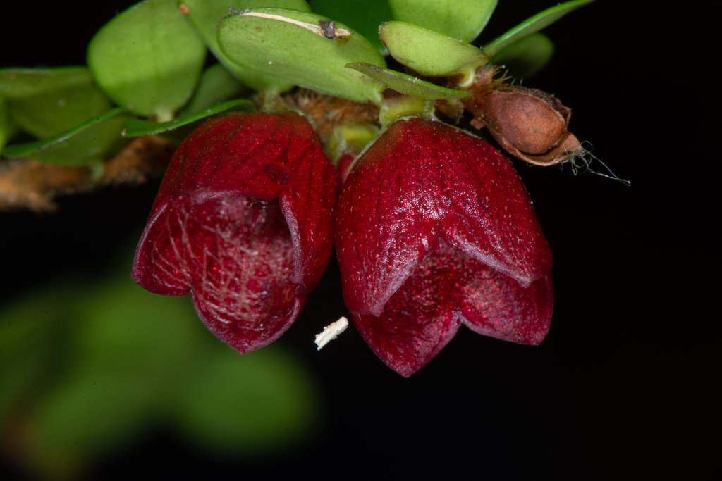 Disterigma dumontii