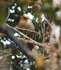 Cranioleuca albicapilla