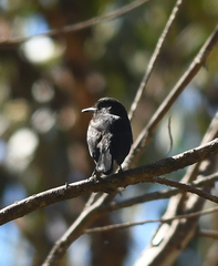 Knipolegus aterrimus