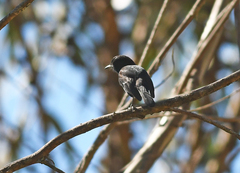 Knipolegus aterrimus