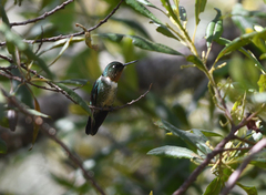 Heliangelus amethysticollis