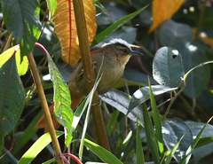 Cranioleuca marcapatae weskei
