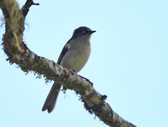 Pseudospingus xanthophthalmus